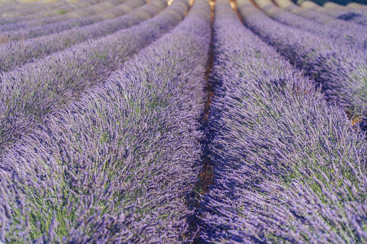 tipuri de lavanda