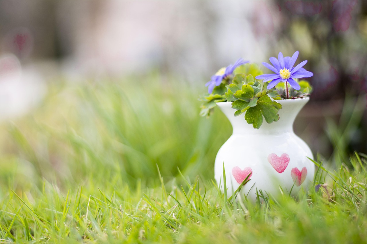 orhidee ingrijire dupa caderea florilor