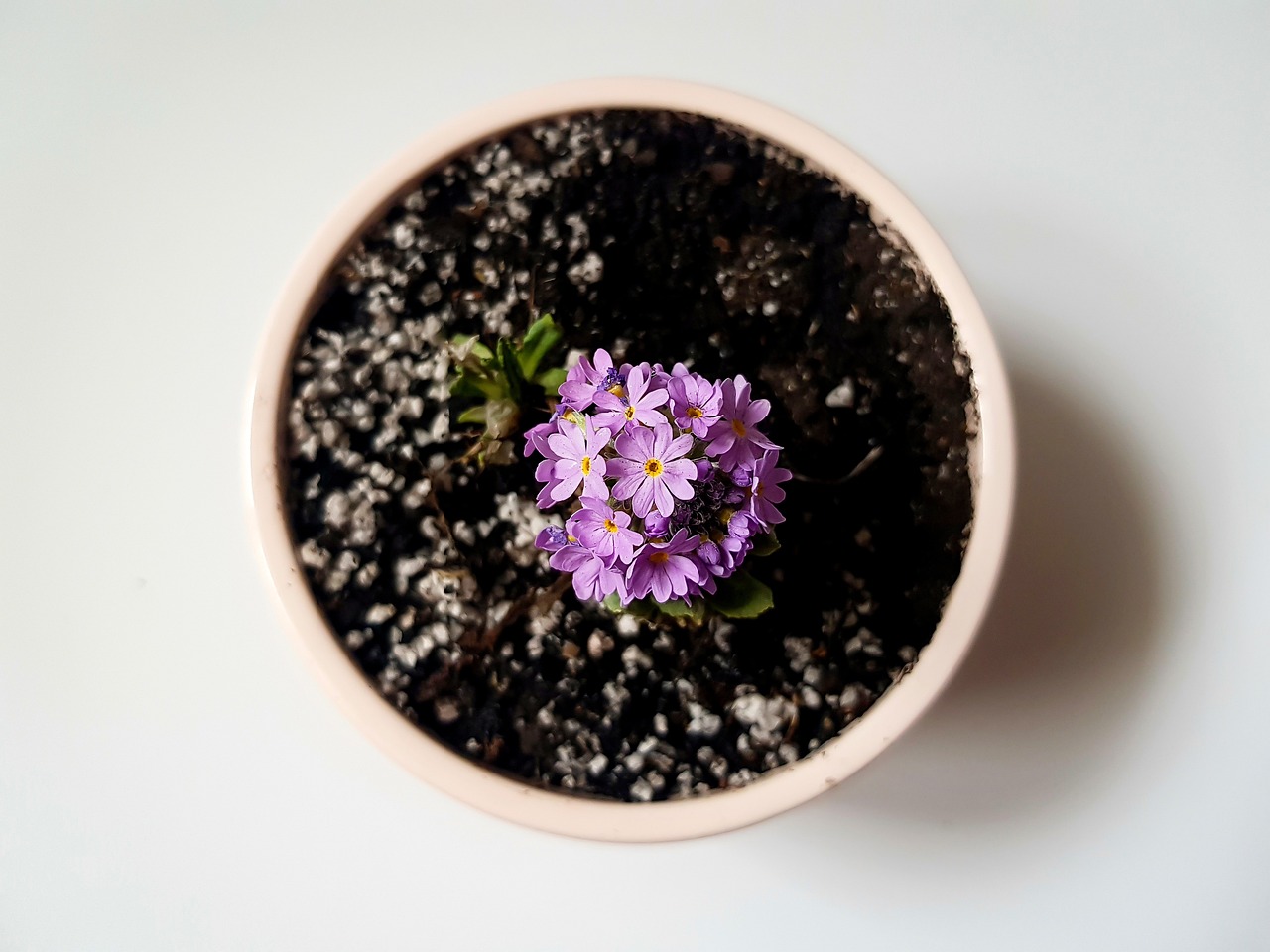 ingrijire garofite ghiveci