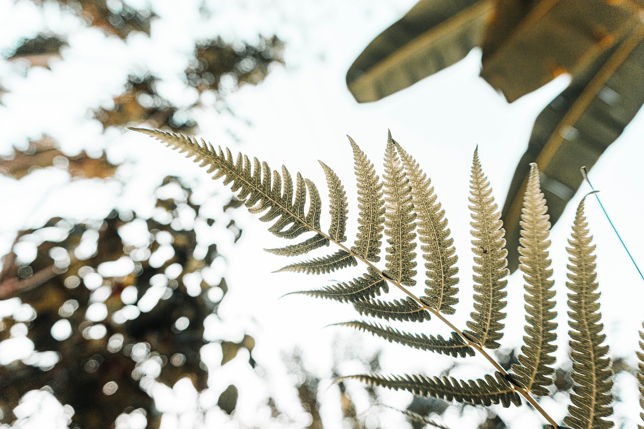 limba soacrei ingrijire