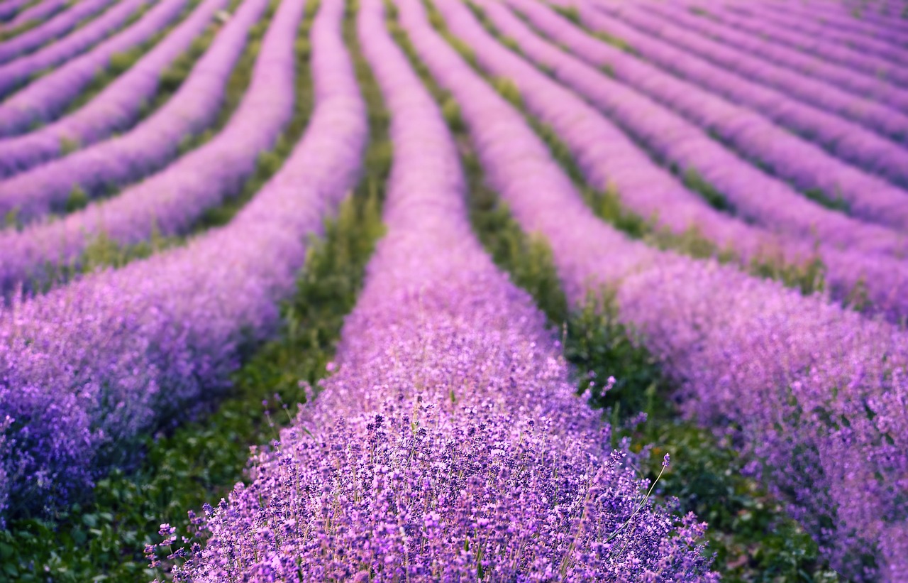 cum se taie lavanda