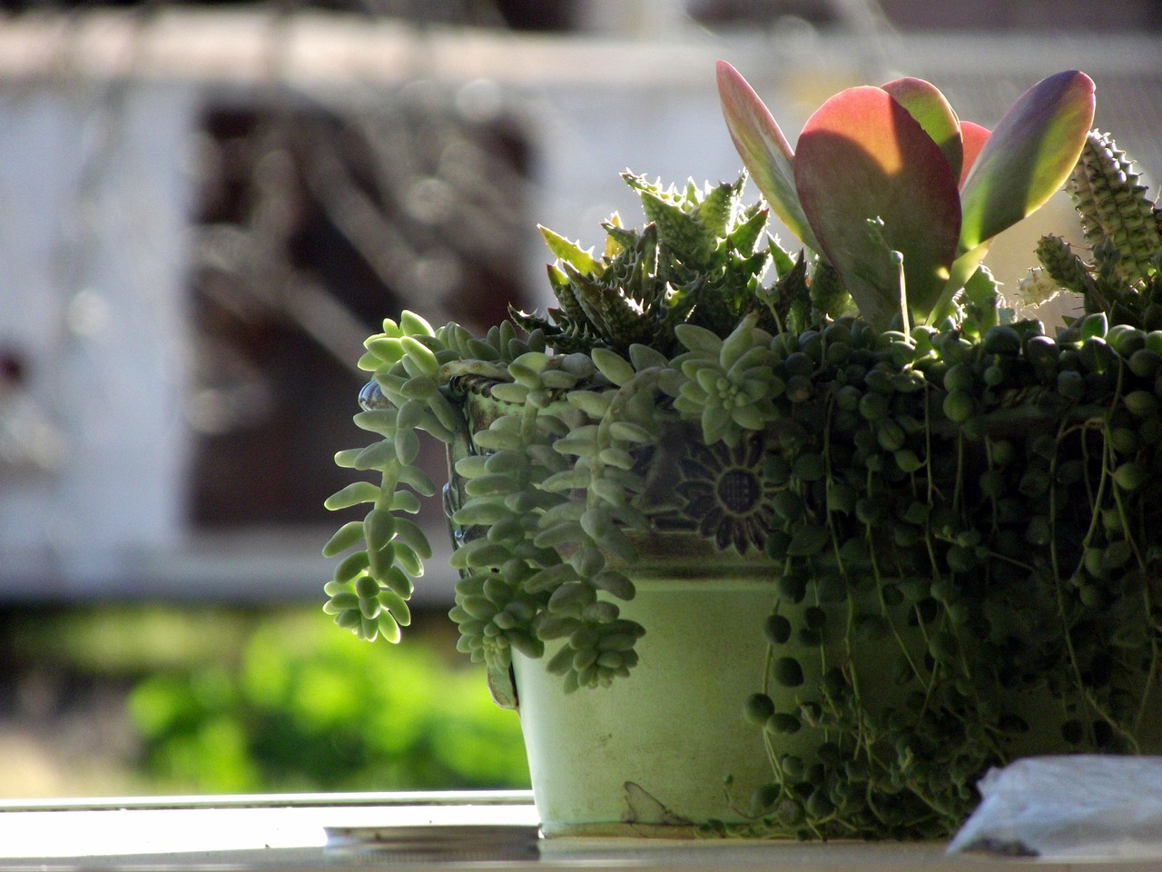 ce facem cu tijele de la orhidee
