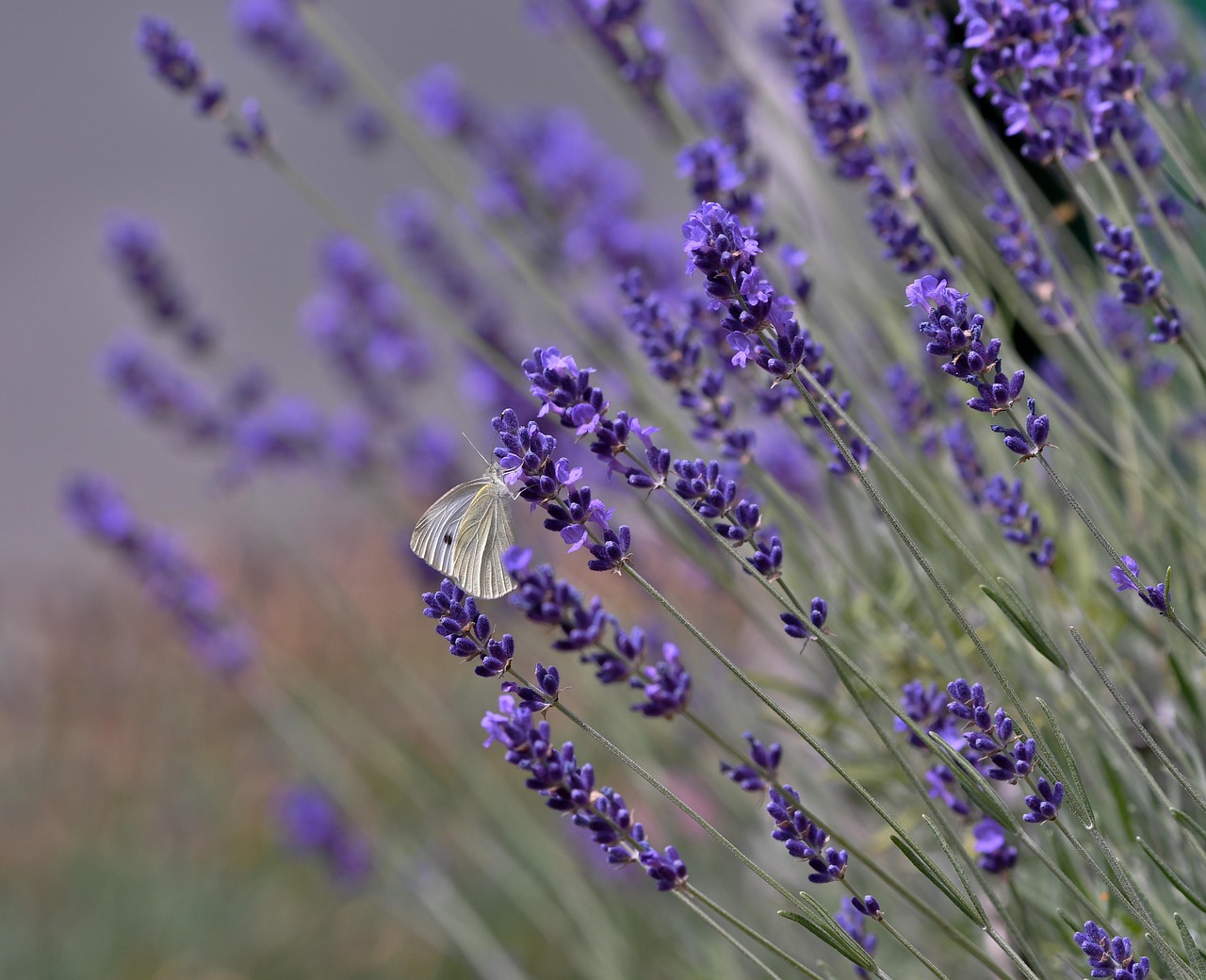 cand se planteaza lavanda primavara