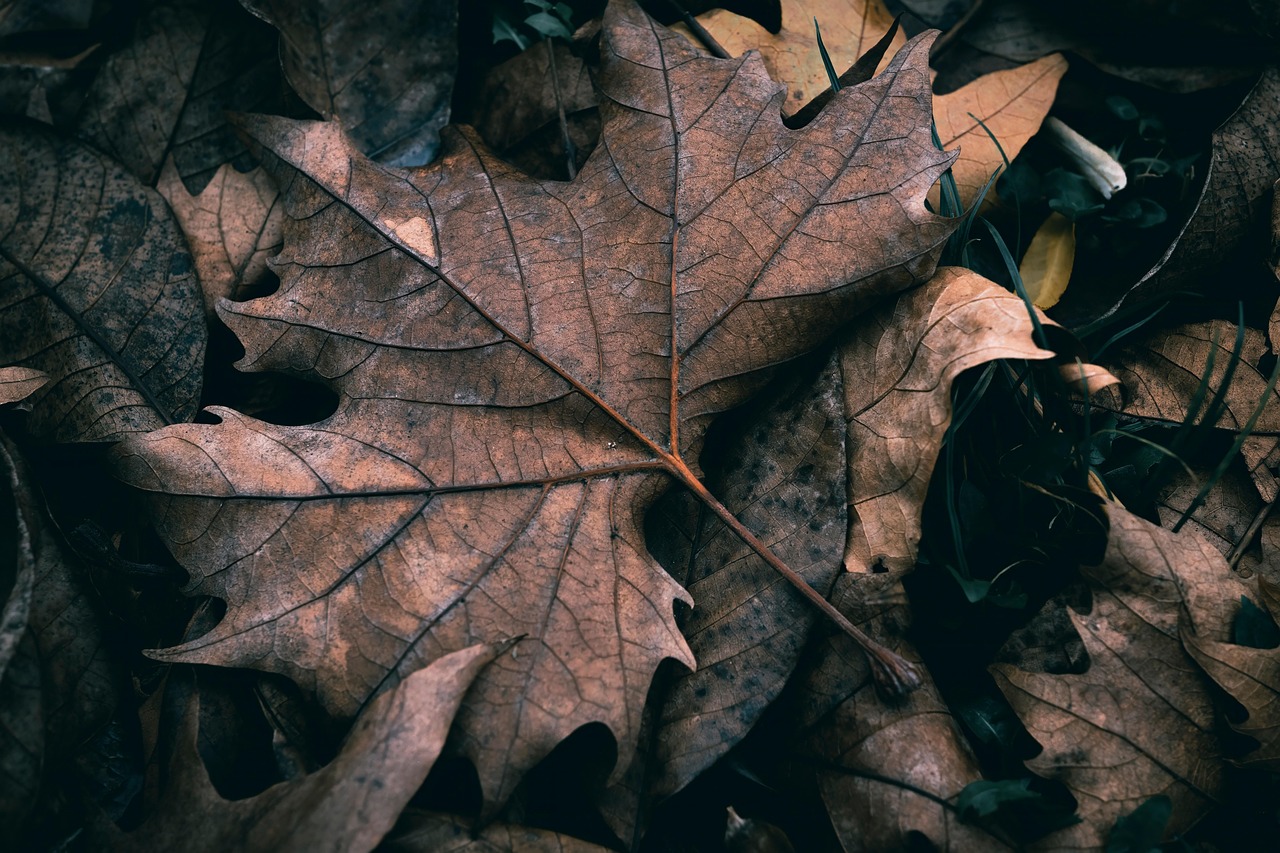 de ce se usuca frunzele la calathea